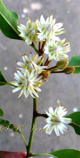  Flowering shoot